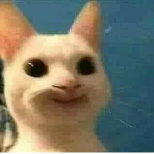 Smiling wide-eyed meme cat